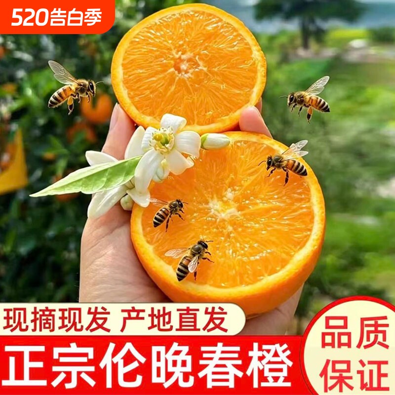 正宗秭归脐橙子新鲜伦晚脐橙当季水果孕妇整箱手剥橙湖北产地直发
