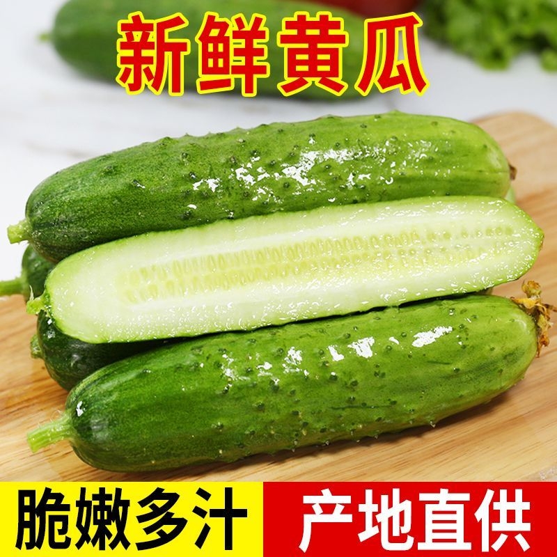 新鲜旱黄瓜鲜黄瓜现摘当季蔬菜小青黄瓜水果黄瓜生吃炒菜整箱包邮