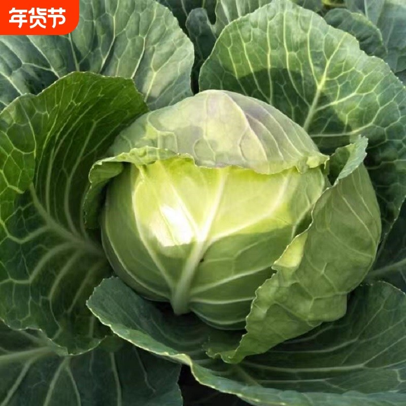 铁头卷心菜新鲜绿甘蓝整箱现摘农家包菜莲花白卷心菜云南新鲜蔬菜