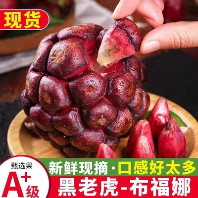 云南高山黑老虎当季新鲜水果恶魔果罕见稀有奇异血藤果福布娜果