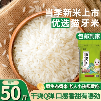 批发50斤装南方大米猫牙米当季
