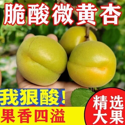 生吃酸杏子水果新鲜大青黄杏应季孕妇水果现摘脆酸微黄杏子开胃