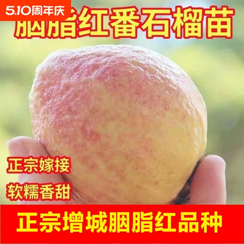 广东增城胭脂红芭乐红心番石榴现摘软糯软心鸡屎果孕妇应季水果