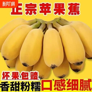 正宗苹果蕉新鲜香蕉粉蕉新鲜水果当季 非小米芭蕉小香焦