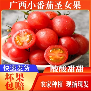 正宗新鲜圣女果小西红柿小番茄孕妇应季现摘水果蔬菜生吃非千禧果