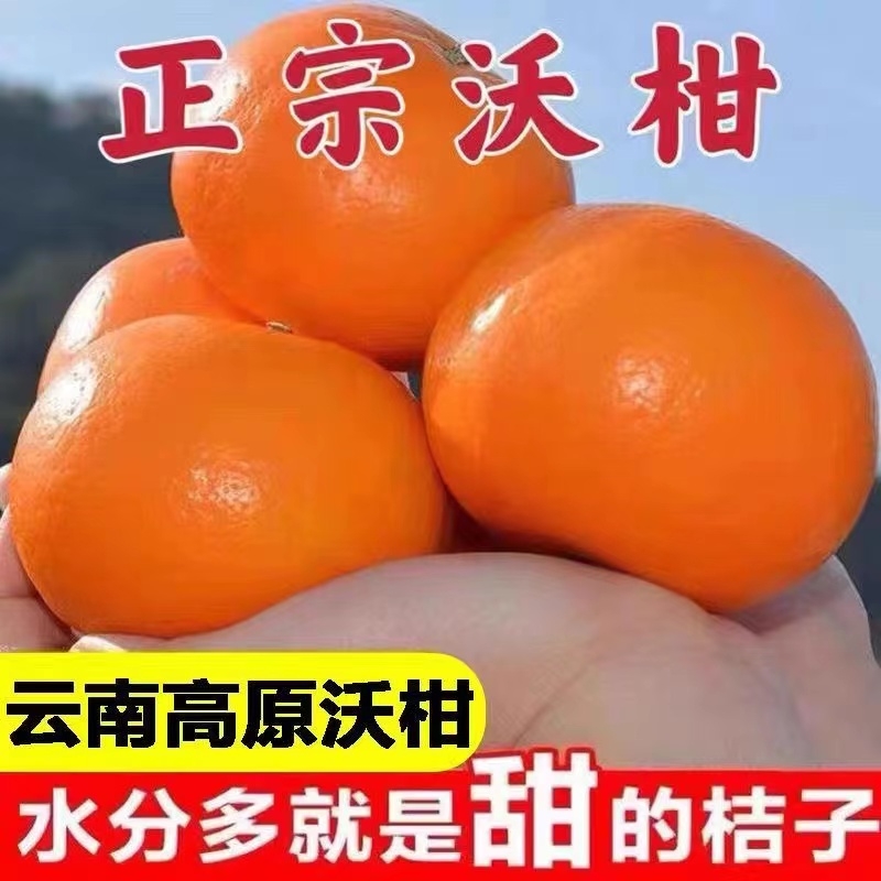 正宗云南高山沃柑新鲜水果当季现摘桔子蜜柑橘砂糖时令薄皮多汁