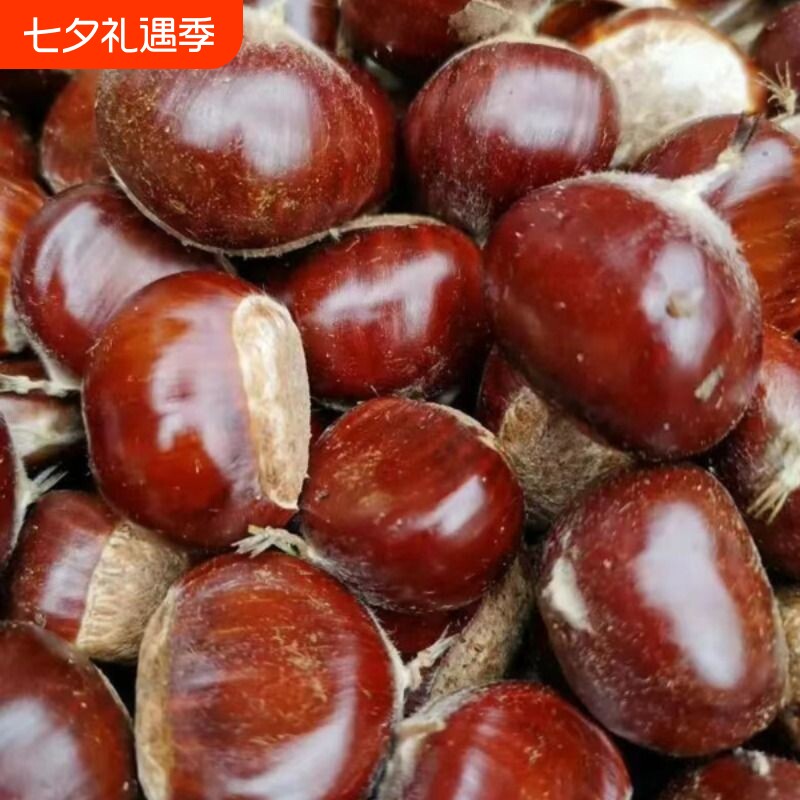 新货2025正宗迁西生栗子新鲜野生河北燕山大3113板栗油栗小毛板栗