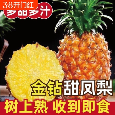 海南金钻凤梨新鲜水果当季菠萝特大果甜树上自然熟果香浓郁香水