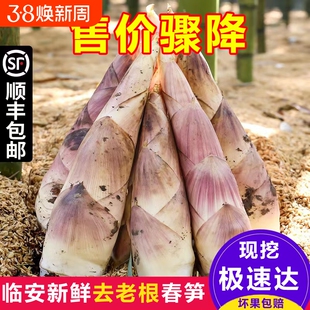 顺丰冷链杭州雷竹笋浙江春雷笋新鲜蔬菜现挖现发野生当季笋天目