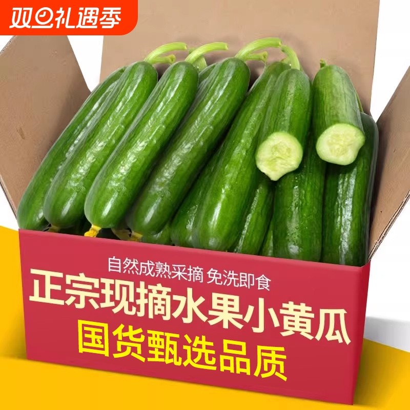 正宗荷兰水果黄瓜新鲜小黄瓜5斤现摘小青瓜蔬菜农家10山东旱生吃