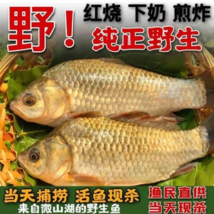 微山湖区鲫鱼新鲜活鱼现杀淡水原生态小河鱼豆腐汤炖汤到家整条