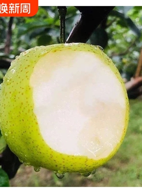 正宗青梨砀山皇冠梨爆甜无渣新鲜水果梨子砀山梨甘甜汁香甜多汁