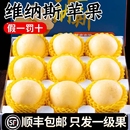 包邮 正宗维纳斯黄金苹果山东烟台水果新鲜当季 整箱冰糖心产地顺丰