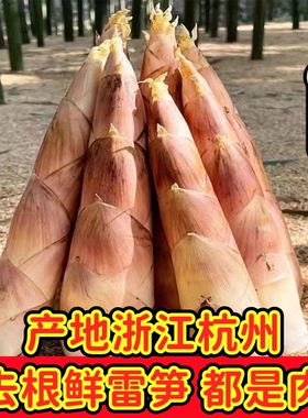 顺丰到家春笋正宗浙江杭州雷竹笋新鲜现挖带壳野生竹笋冬笋天目
