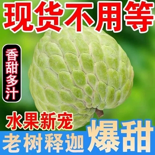 云南凤梨释迦果批发高端特大目果佛头番荔枝当季新鲜整箱孕妇水果