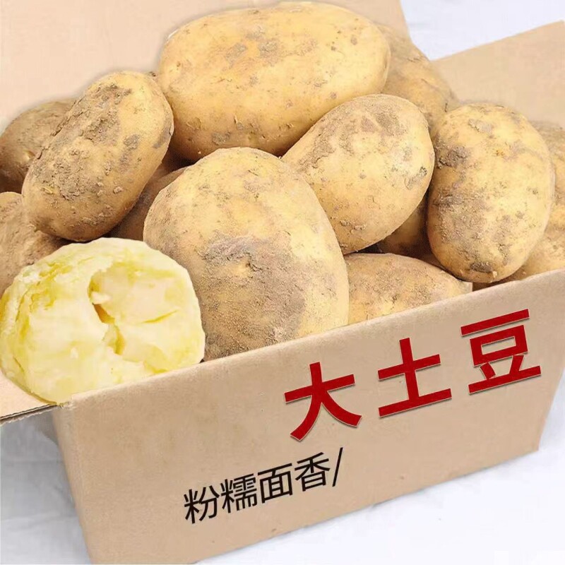精选农家贵州土豆黄土高原黄心洋芋大土豆马铃薯自种整箱新鲜