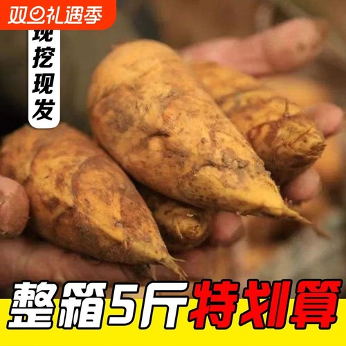 冬笋新鲜现挖毛竹冬笋野生楠竹笋高山带壳竹笋去老根一整箱当季