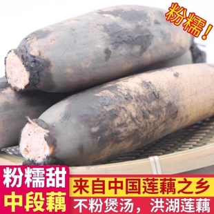 正宗湖北洪湖粉藕莲藕新鲜现挖煲汤粉面藕红藕炖汤粉糯米藕九孔
