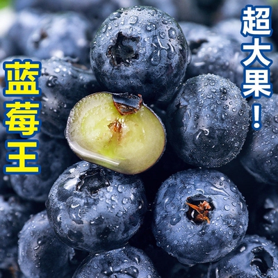 云南L25蓝莓老树大果！脆甜爽口