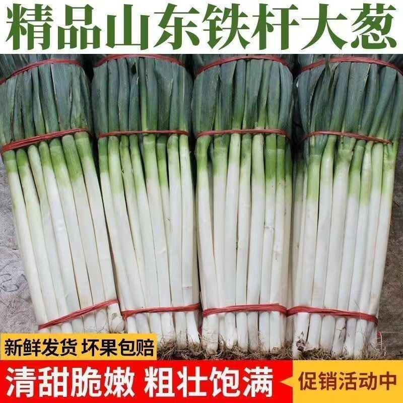 正宗山东葱新鲜大葱产地直发沙葱大葱毛葱洋葱香葱小葱生葱包邮