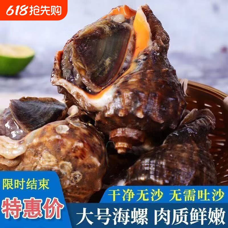 新鲜海螺海鲜大号贝类海螺新鲜响螺现发花螺水产生鲜批发海鲜商用
