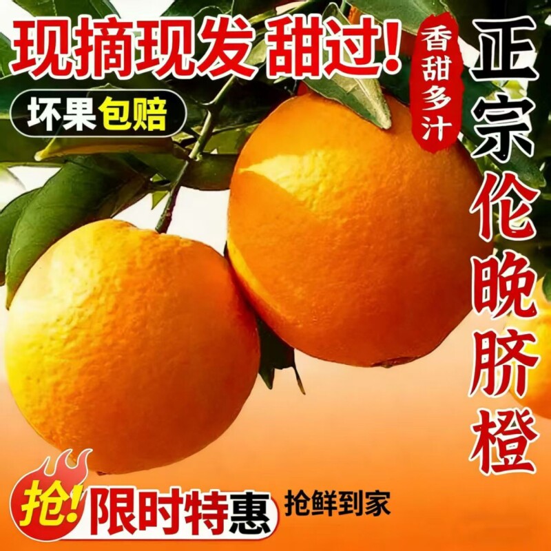 湖北宜昌秭归伦晚脐橙9斤大果新鲜现摘橙子当季春橙纽荷尔姊源头