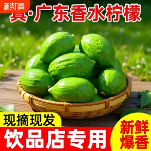 正宗广东香水柠檬奶茶店专用新鲜一级果青柠檬应当季 水果香柠檬