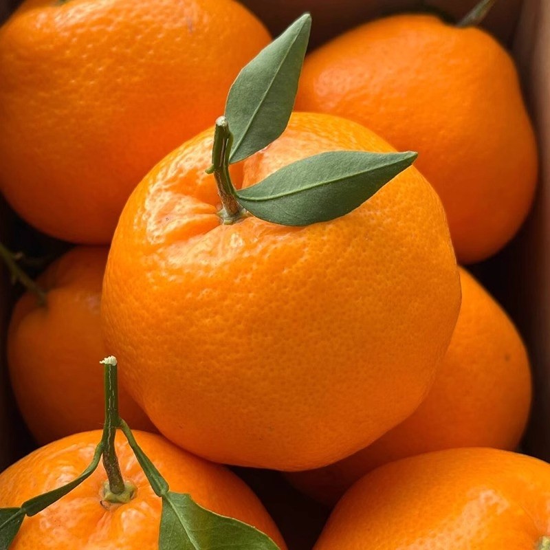 正宗四川耙耙柑新鲜橘子柑橘应当季水果现摘整箱包邮年货节各地,水产肉类/新鲜蔬果/熟食,桔子,淘宝优惠券,粉丝福利购,淘宝优惠卷