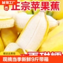 现摘苹果蕉当季 新鲜水果9斤整箱自然熟banana小米蕉香蕉粉蕉