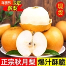 12.35亓正宗秋月梨4.5斤净含量