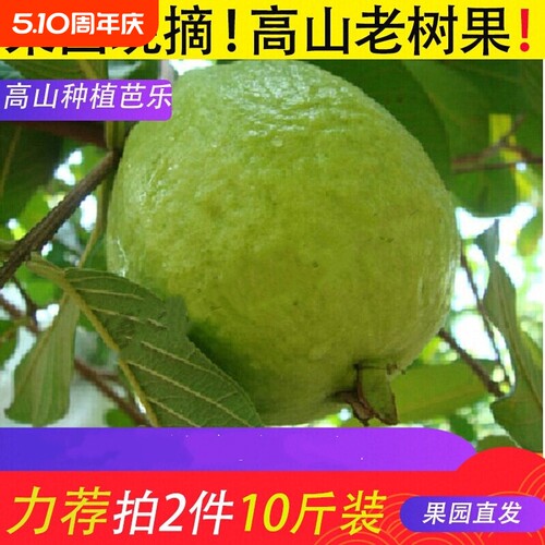 奶油白心红心芭乐双拼软糯混