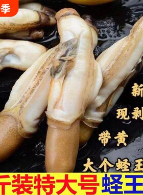 新鲜去壳贝类蛏王肉现剥蛏子冷冻竹节蛏捞汁海鲜餐饮批发生鲜水产