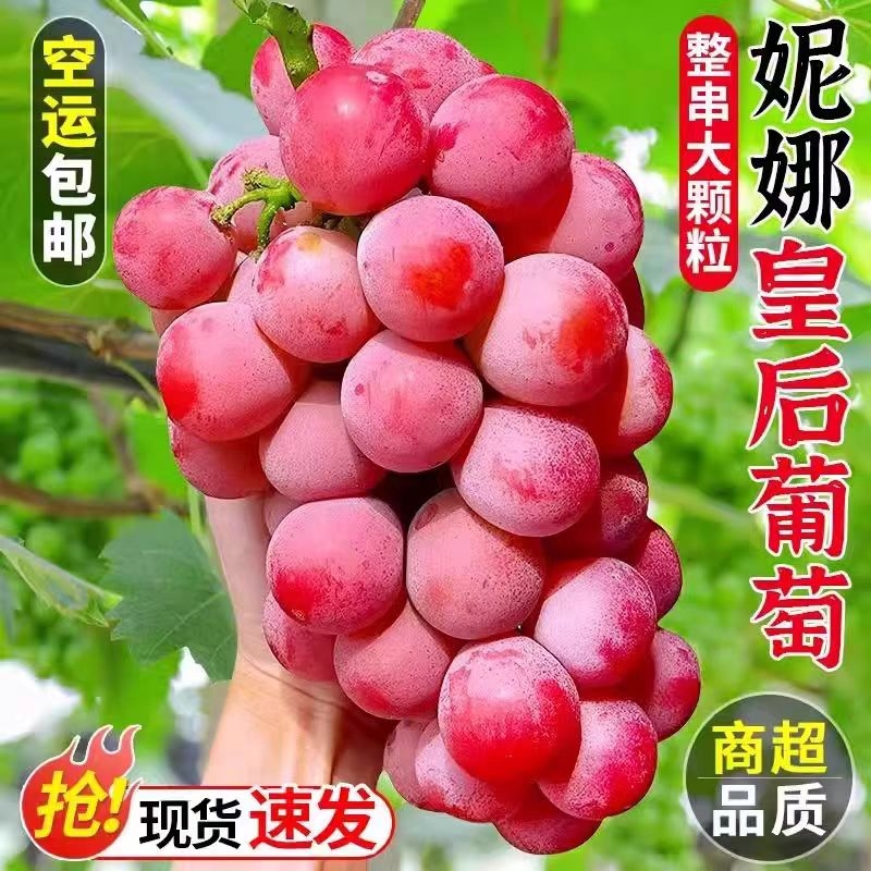 云南妮娜皇后葡萄脆甜多汁红宝石提子现摘空运包邮端午送礼无籽