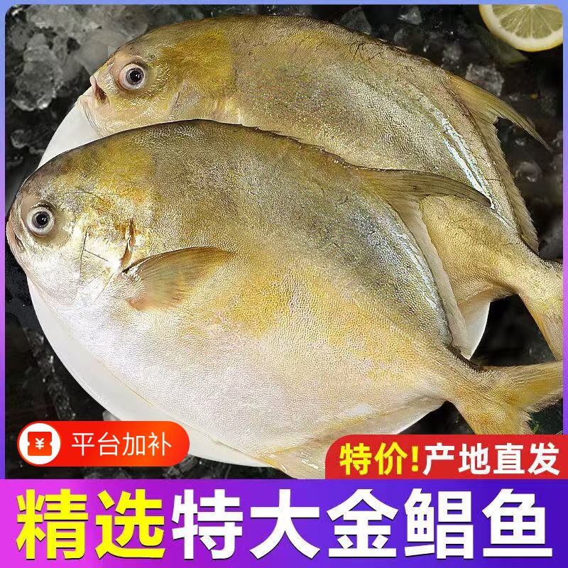 新鲜冷冻特大金鲳鱼鲜活金昌鱼冰鲜海鱼海鲜水产深鲳鳊平鱼海晶鱼