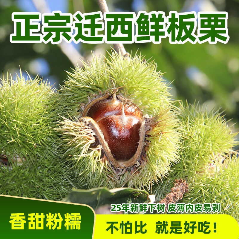 迁西生板栗新鲜油栗毛栗子2025大中小粒仁现摘粟糖炒栗子店同款图片