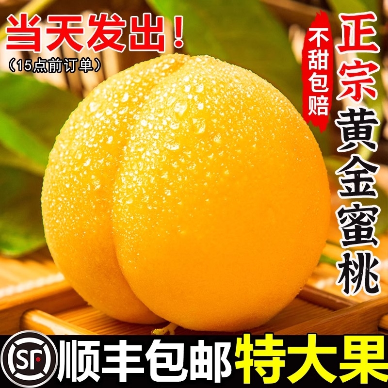 黄桃新鲜水果时令应当季整箱桃子大果黄金蜜斤蒙阴蜜桃10脆桃包邮