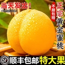 黃桃新鮮水果時(shí)令應(yīng)當(dāng)季 包郵 整箱桃子大果黃金蜜斤蒙陰蜜桃10脆桃