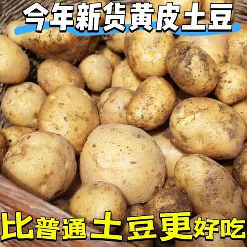 沙面土豆新鲜现挖小土豆高山黄心洋芋农家粉面火锅食材土豆丝黄皮