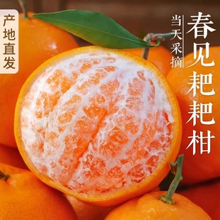 整箱丑蜜桔10 正宗四川春见耙耙柑粑粑柑现摘发货橘子水果新鲜当季