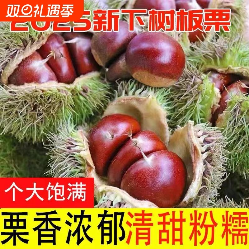 板栗生新鲜高山板栗农家现摘毛栗子鲜板栗生板栗大果新货包邮生鲜