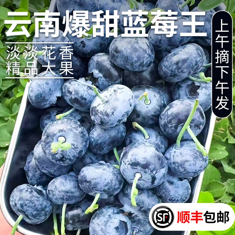 云南高山蓝莓20mm新鲜当季大果顺丰包邮孕妇水果现摘现发花香超大