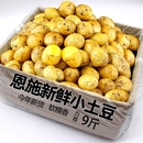 新鲜黄心土豆当季 土豆新鲜小现挖应季 蔬菜马铃薯洋芋