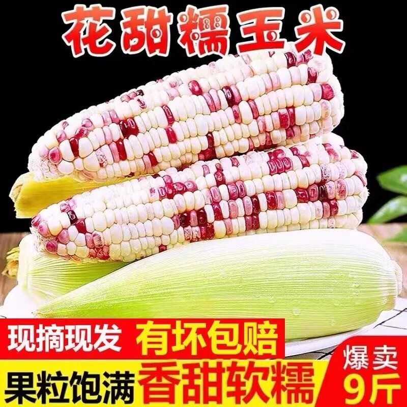 广西农家花糯玉米5斤新鲜生吃牛奶甜糯玉米棒现摘粘玉米整箱5包邮