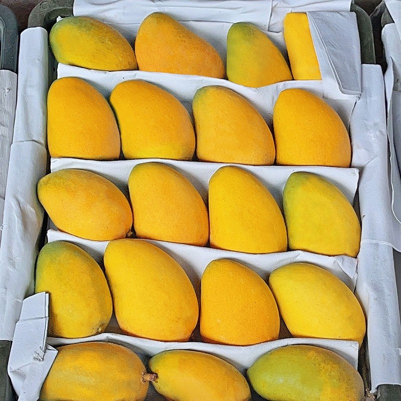 海南芒果新鲜小台芒当季特产水果现摘芒果非大果,水产肉类/新鲜蔬果/熟食,芒果,淘宝优惠券,粉丝福利购,淘宝优惠卷