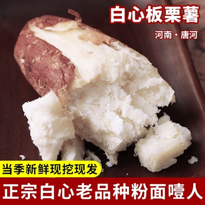 河南新鲜现挖白心板栗薯粉面香甜