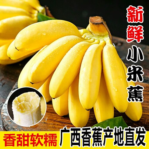 正宗广西小米蕉香蕉9斤新鲜水果整箱当季鲜苹果蕉自然熟粉蕉包邮
