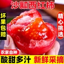 四川老果农自种水果西红柿斤新鲜自然熟生吃普罗旺斯沙瓤番茄