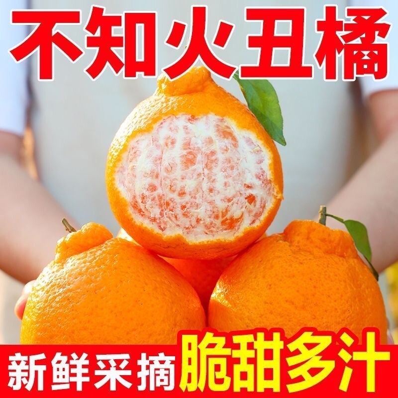 正宗四川不知火丑橘甜蜜多汁手剥榨汁桔子当季新鲜现摘现发桔子