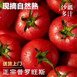 普罗旺斯西红柿正宗新鲜蔬菜水果自然熟生吃沙瓤番茄柿子包邮精选