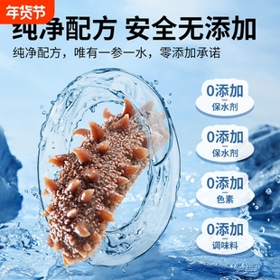辽宁大连海参鲜食新鲜刺参即食刺身500g海鲜水产滋补冷冻年货节